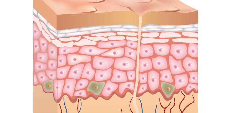 Melanozyten – Zelltyp der Haut ... schon gewusst?